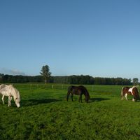 Schulpferde 5