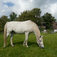 Im Urlaub reiten 3