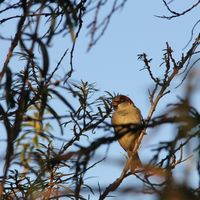 Spatz
